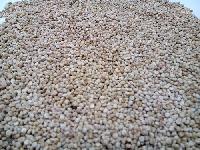 Organic Quinoa (Red Quinoa ) Seed