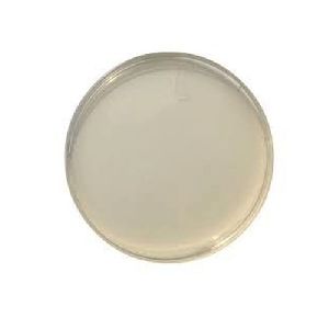 Sabouraud Dextrose Agar Plate