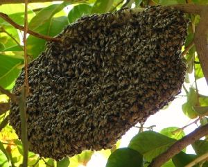 Beehive Control Services