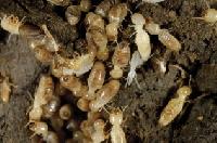 Termite Service