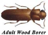 wood borer
