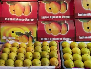 indian alphonso mangoes