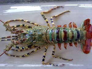 Live Tiger Lobster