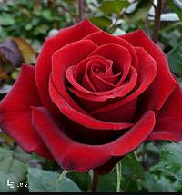 Fresh Red Rose Flower