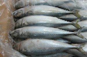 Fresh Frozen Mackerel Fish