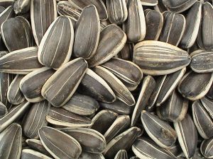 Sunflower Seed Kernel