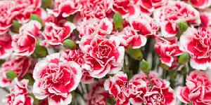 Fresh Carnation Flowers