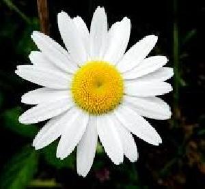 Fresh White Daisy Flowers