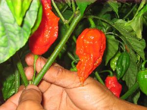 King Red Chilli