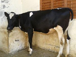 Live Holstein Friesian Calf