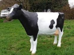 Live Holstein Friesian Cow