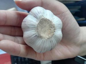 Garlic,  Number Of Flower : Vegetable