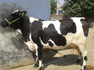 Live Holstein Friesian Cow