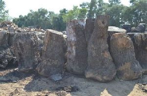 Claro Walnut Cluster Logs