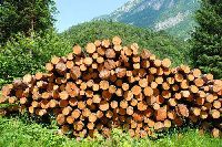 raw wood logs