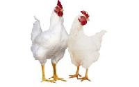 Halal Chicken 1 to 1.5kg