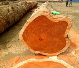 Teak Logs For Sale