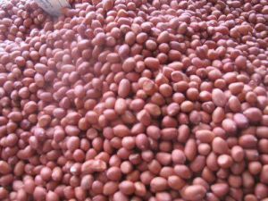 groundnut seed