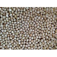 Dried Solid Chick Peas