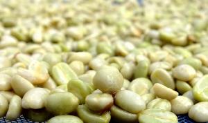Green Robusta Coffee Beans