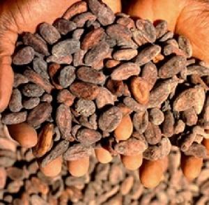 Dry Cocoa Beans