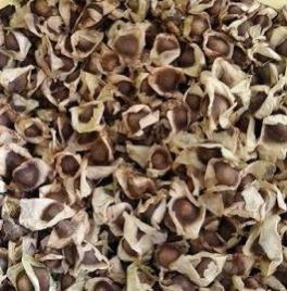 moringa oleifera seeds, Condition : Dry