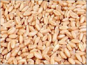 Fresh Wheat Seeds