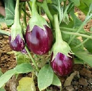 504 F1 HY BRINJAL SEEDS