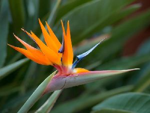 Fresh Bird of Paradise Flower