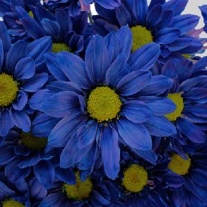 Fresh Blue Daisy Flower