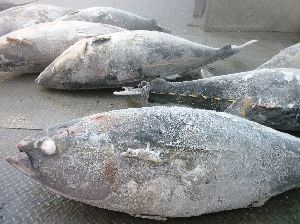 frozen tuna fish