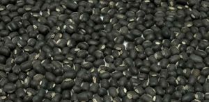 Black Beans - Black Matpe (polished Or Natural)