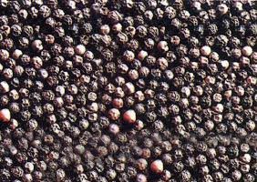 black pepper,  Drying Process : Natural, Sun Dry, Air Dry