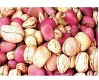 Kola Nut