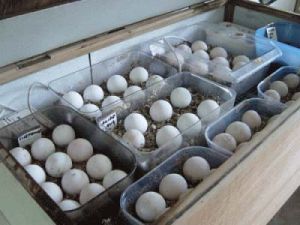 Parrot Eggs