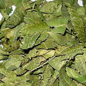 Dried Neem Leaves