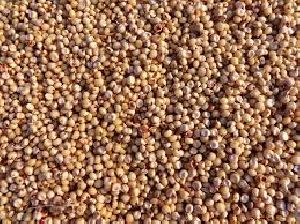 Quinoa Grain/Seeds and Puffed/Pop