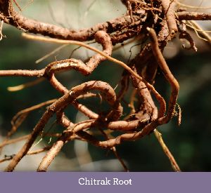 Chitrak Roots