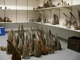 Rhinoceros Horns