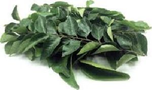 curry leaves