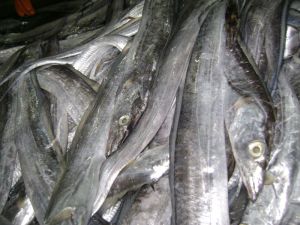 Frozen Ribbon Fish(Hairtail,belt Fish)