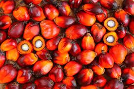 palm oil