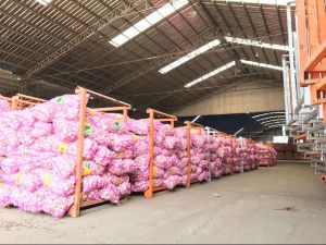 Garlic,  Number Of Flower : Vegetable