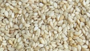 sesame seeds,  Shelf Life : 12 Months