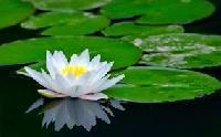 White Lotus Flower