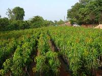 mango plants