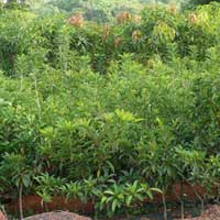 Sapota Plants
