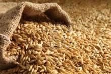 Barley Grains, Packaging Type : 10kg