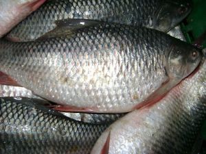 Rohu Fish