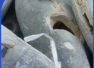 Frozen Yellow Fin Tuna Fish